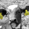 Photo: Calf with Combi Large yellow and Combi E30 Flag