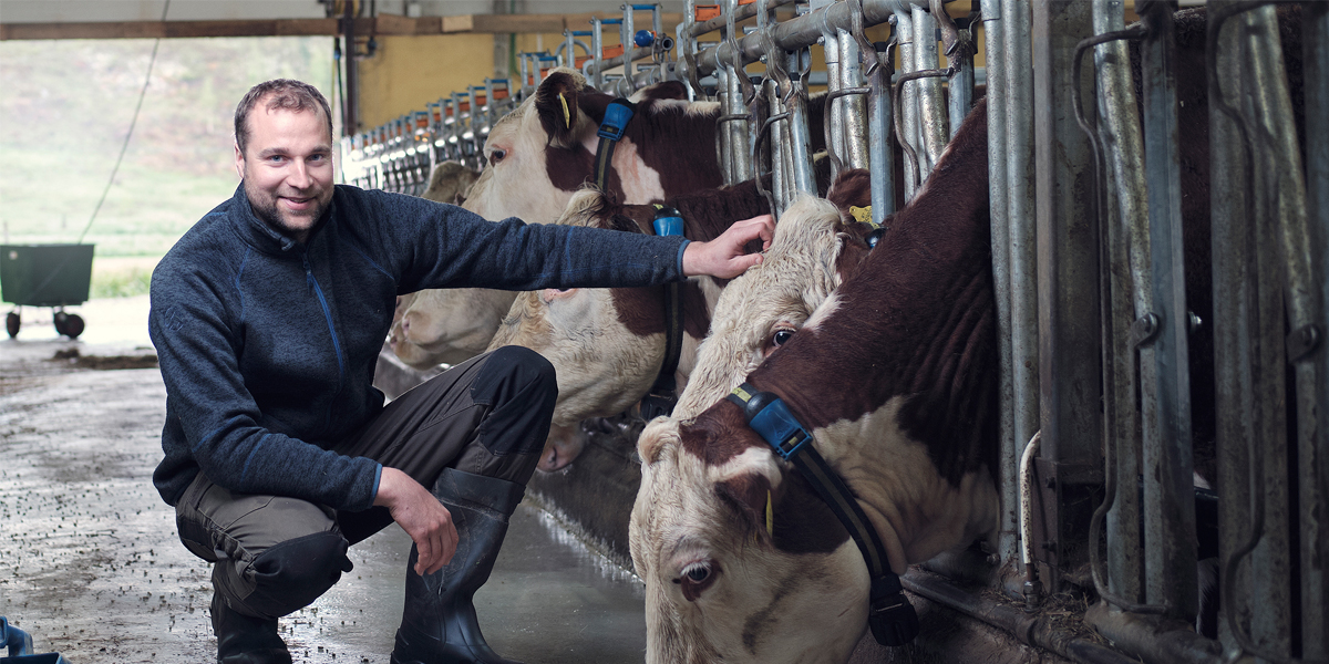 OS ID Innovative management approach to the beef cowcalf operations